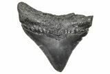 Serrated, Juvenile Megalodon Tooth - South Carolina #359033-1